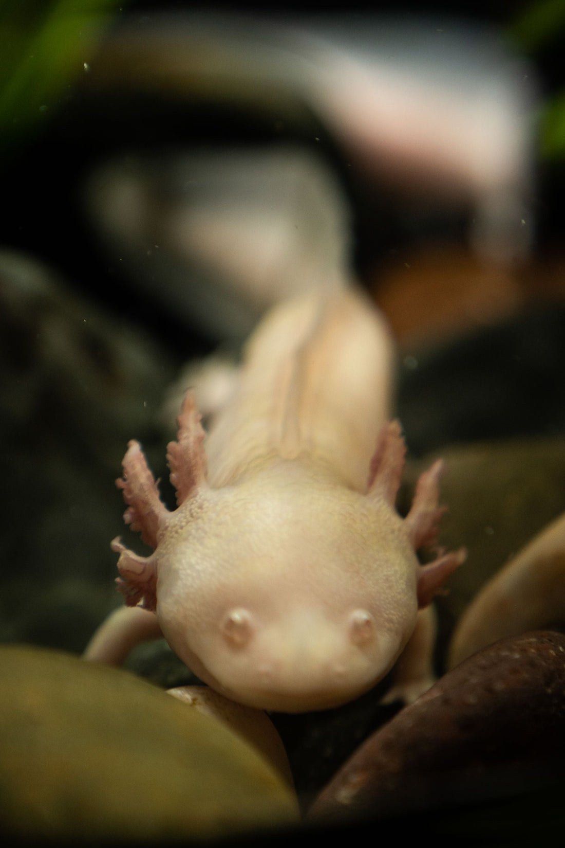Axolotl Party Ideas: A Complete Guide to an Adorable Celebration